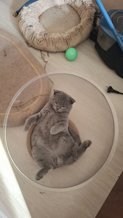 Продам трёхмесячного вислоухого пепельного котёнка