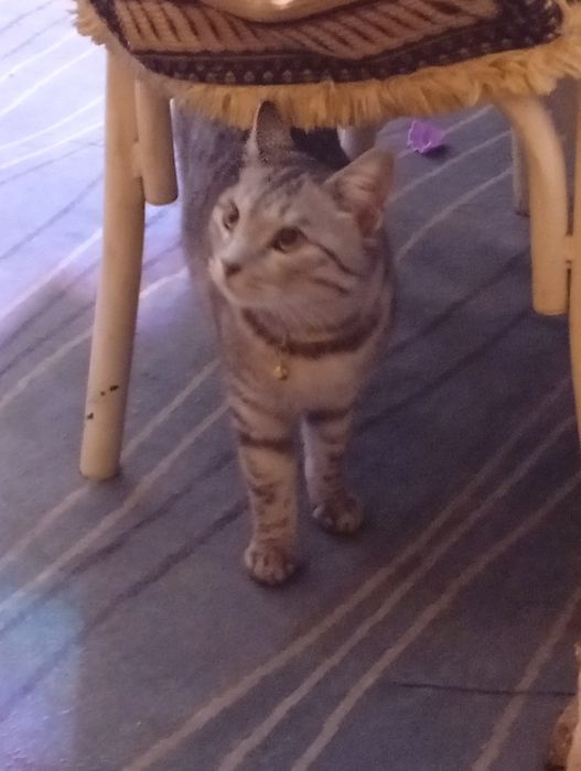 Кошечка породы Египетская МАУ.