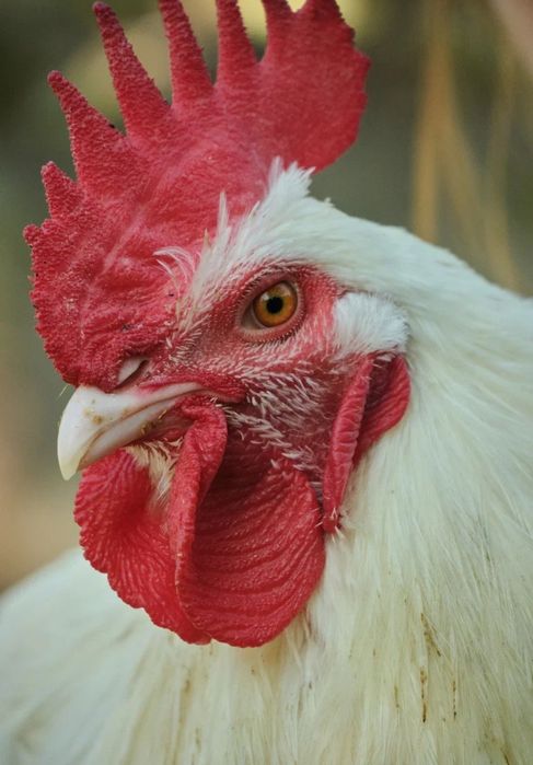 Продам курей Бресс гальская