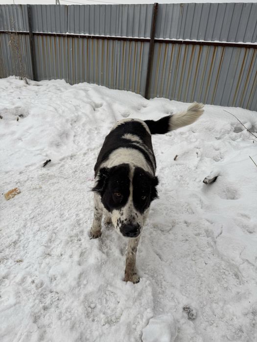 Продам чистокровного Алабая