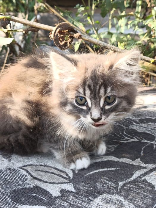 Отдам котят в добрые руки