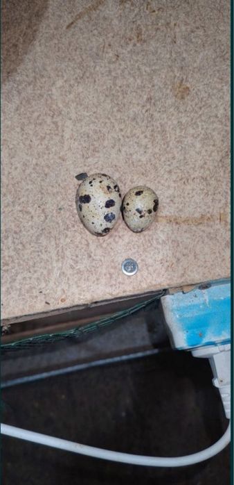 Белый гиган зотли беланалар