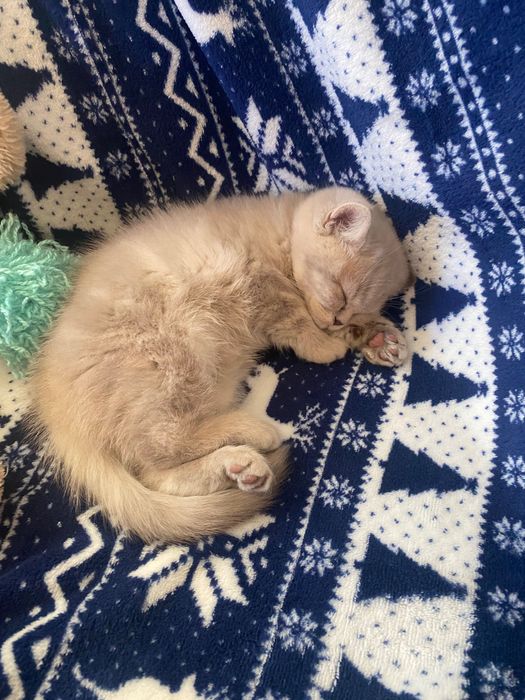 Шотландски клепоухи