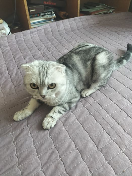 Кот Шотландский ищет подружку для вязки