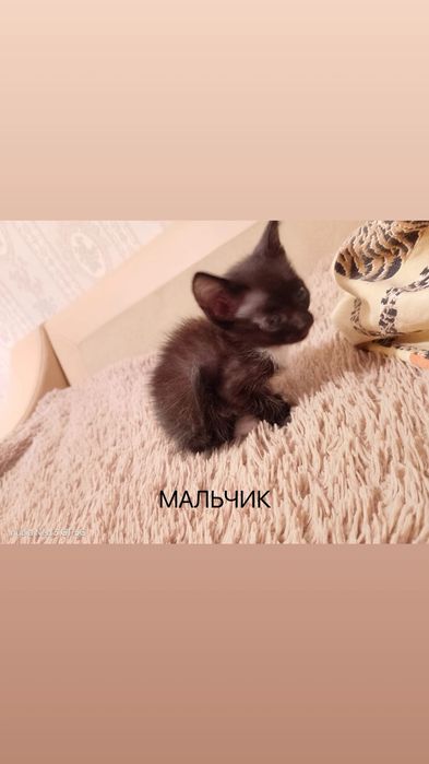 Котята в добрые руки бесплатно