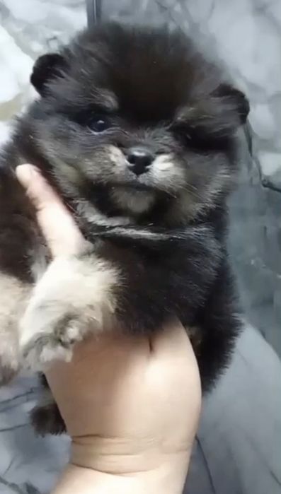 Померанский шпиц Супер мини, 2 мес, помиранский