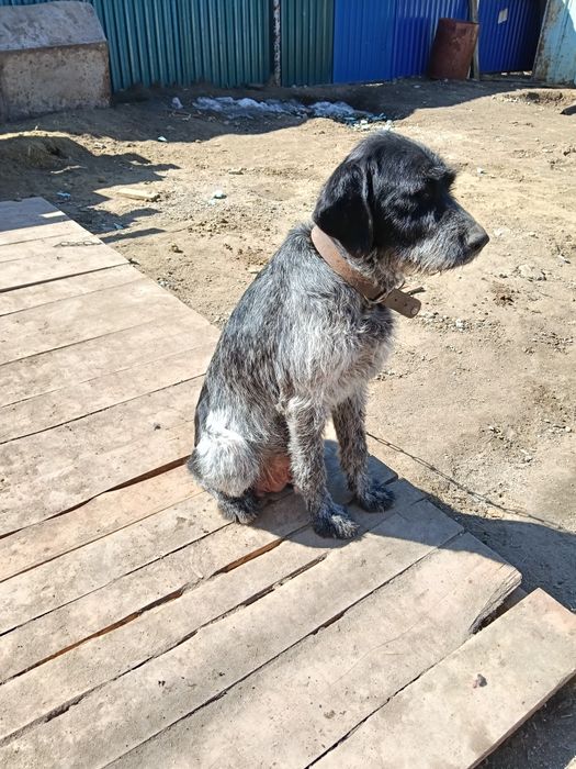 Подам щенков драадхара