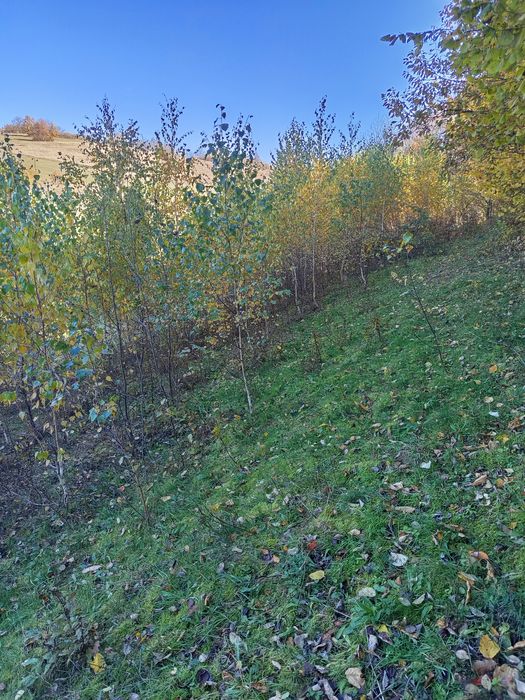 Mesteacăn alb între 0.5 și 4 m