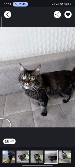 Продается кошка Мейн Кун