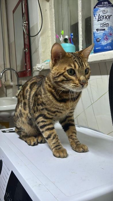 Продается, пародистый, мужчина