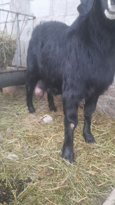 Продаётся дойная каза Битал