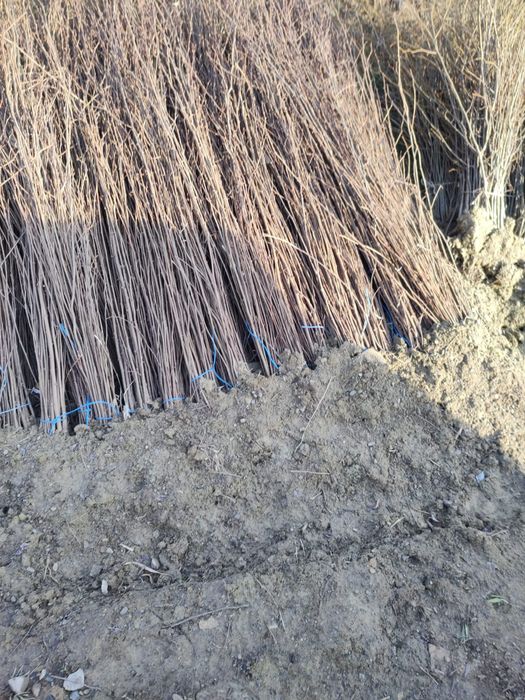 Puieti salcâm frasin fag carpen ulm plop mesteacăn brad molid Tei arin