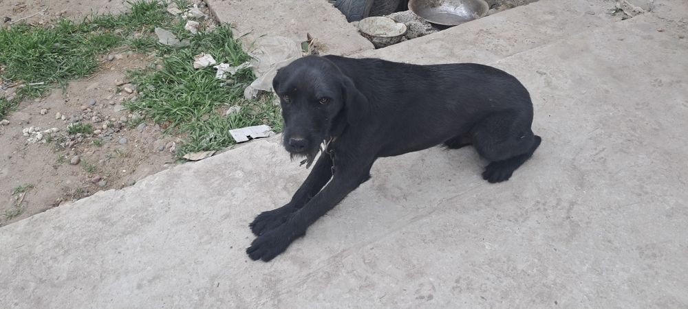 Лабладор  собака