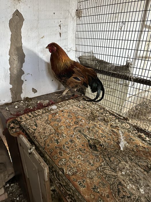 Қораздар сатылады