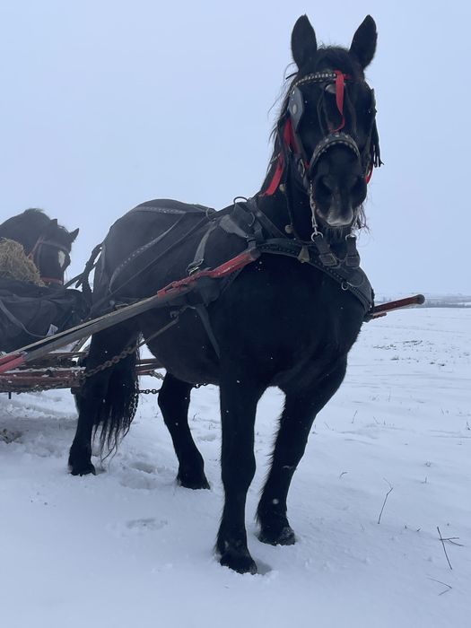 Iapa linia fitero cu ștant 7 ani