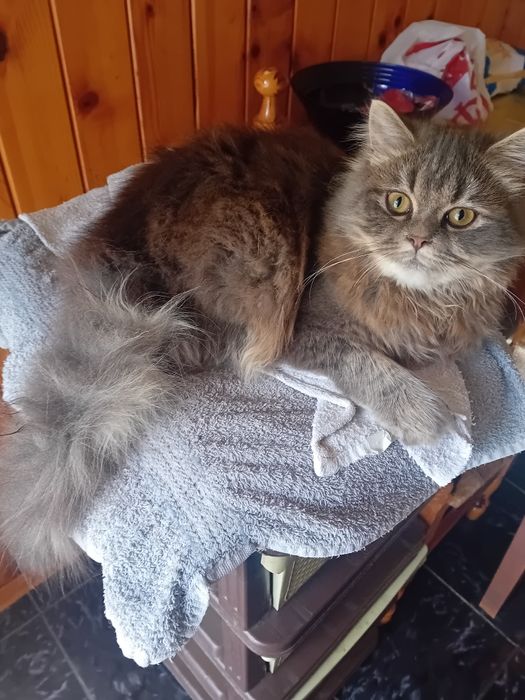 Персиец мъжки котарак