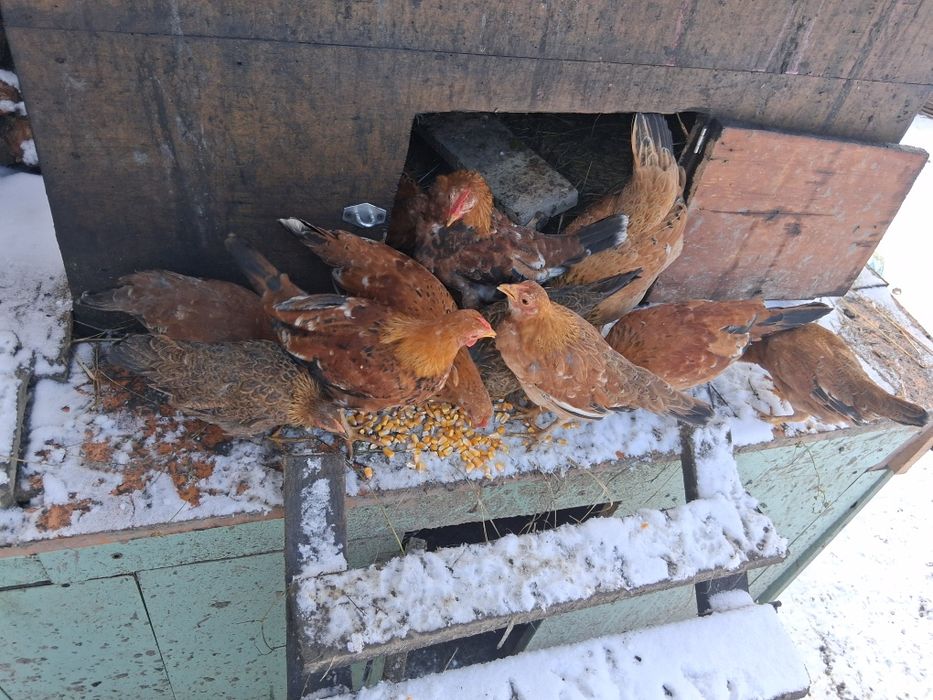 Găini pitice de vânzare