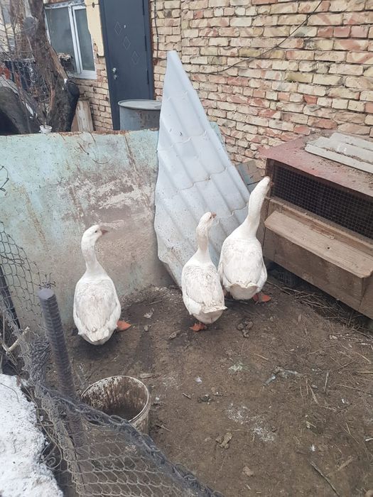 Продам гусей смесь линды с губернаторской