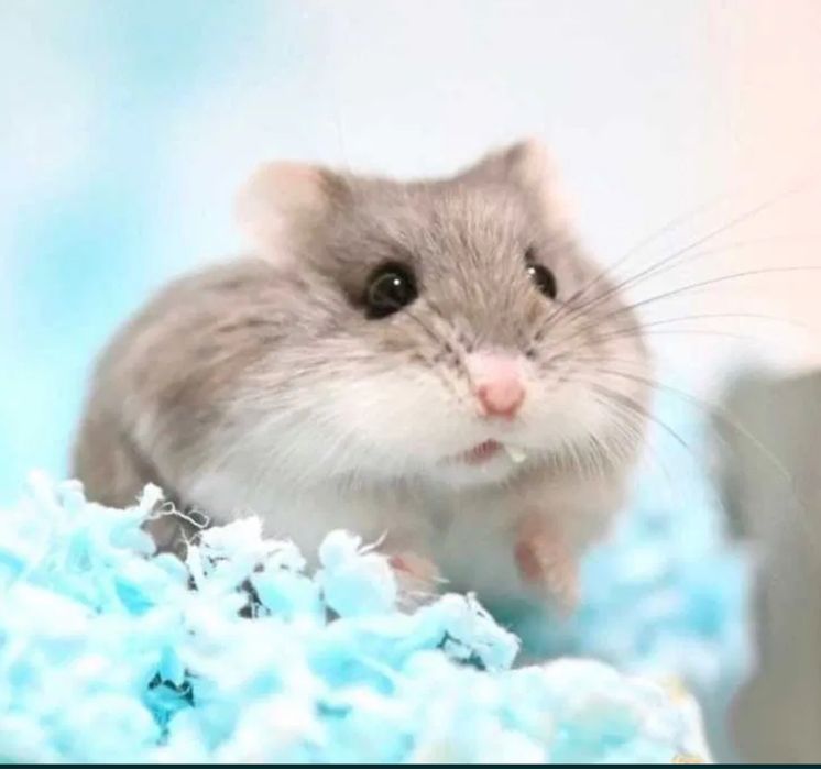 Джунгарский хомячки