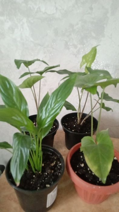 Продам комнатные растения