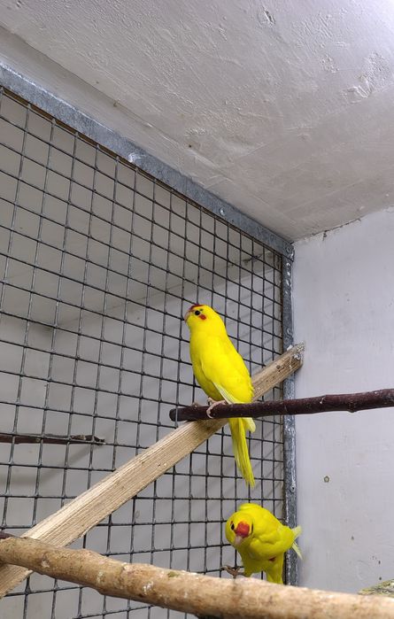 Продам попугаев: какарики