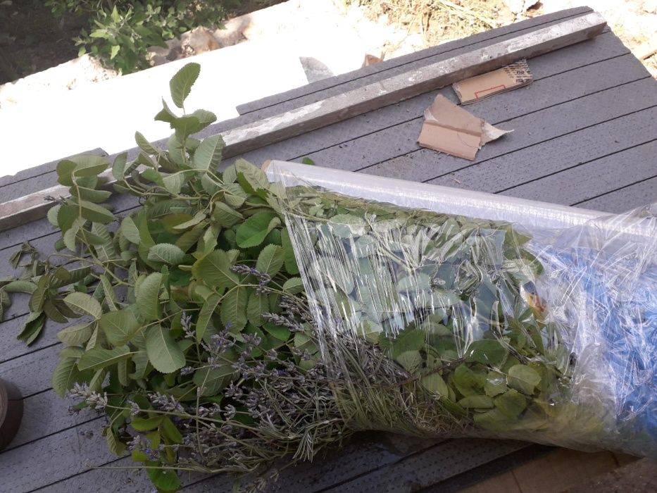 Trandafiri de dulceata din Bulgaria, varsta 2 sezoane pepiniera +Bonus