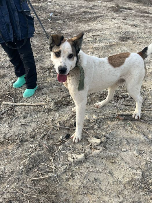 Отдам в добрые руки