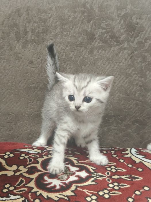Продам 3-х котят