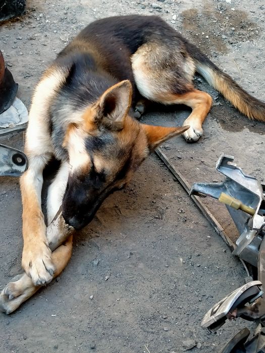 Продам собака немецкая девочка 7 месяцев