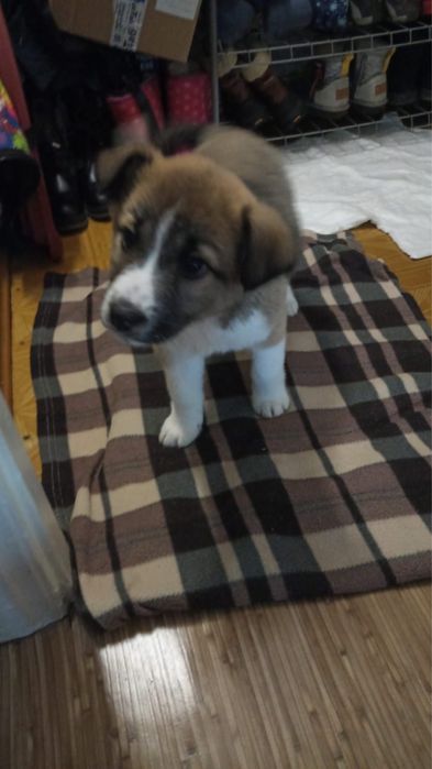 Отдам щенка     .