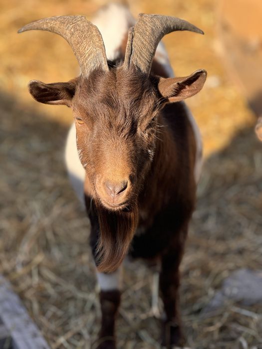 Камерунские козы