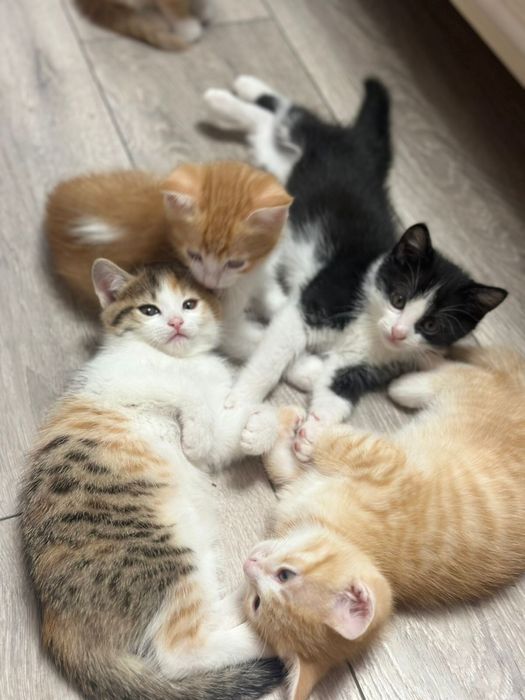 Отдам бесплатно чудесных котят