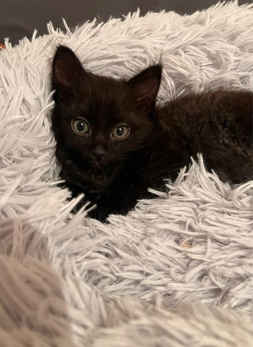 Котенка в добрые руки