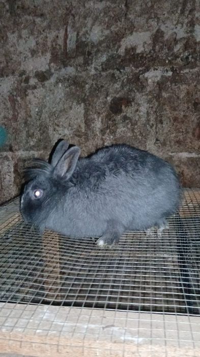 Disponibili iepuri diverse rase