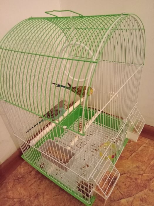 Продам папугаев волнистые