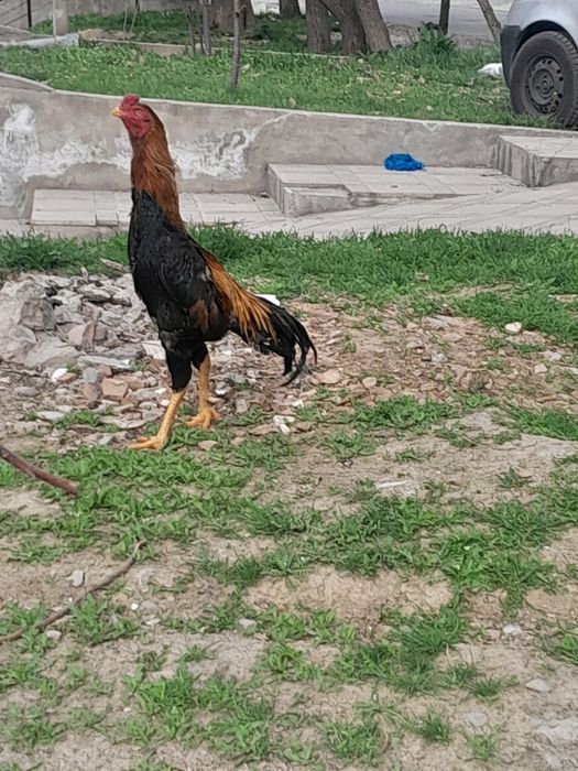 Дакан товук хороз тухумлари бор шамо турк корея