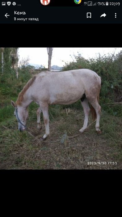 Лошади полтара года не обученные
