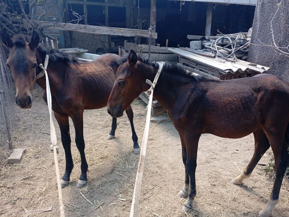 Тайлар сатылады.