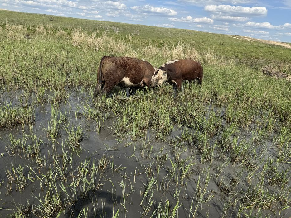 Ақбас 1 категория бұқалар сатылады.