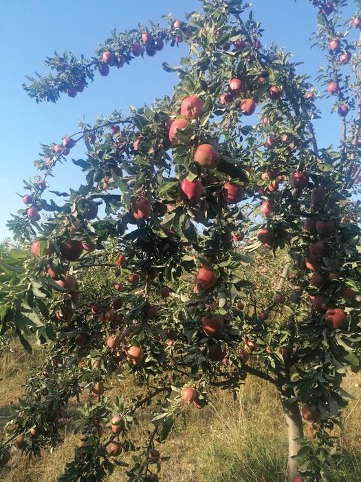 Vand mere bio pentru suc sau consum