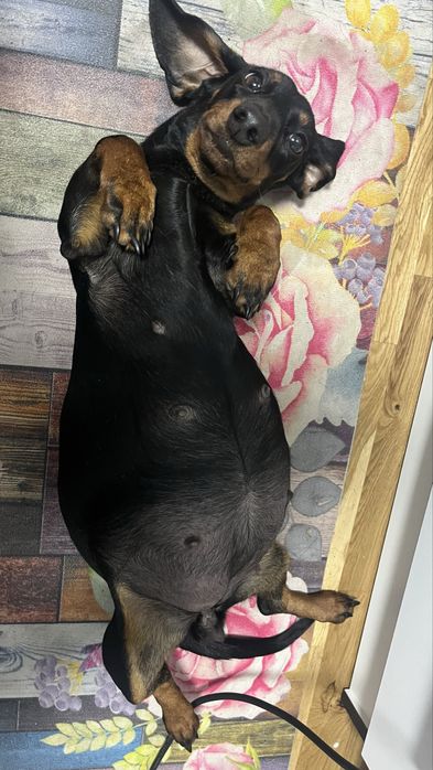 Щенки таксы (бронь)