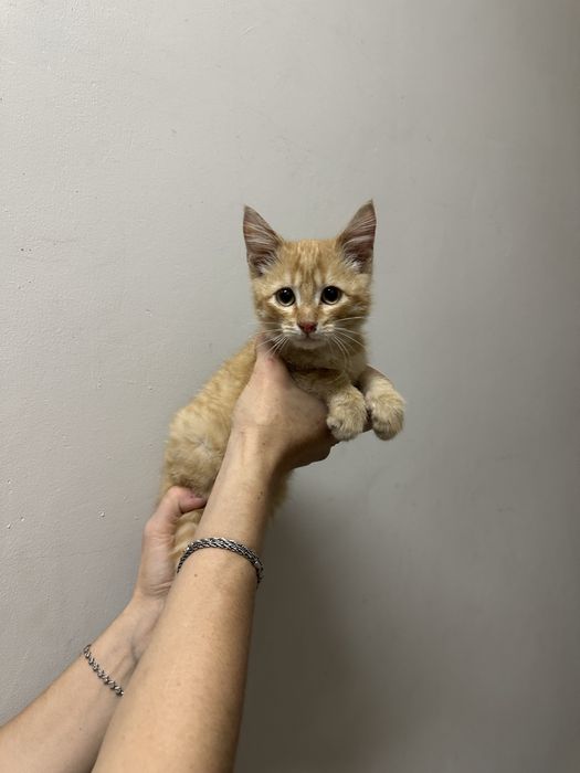 Котик мальчишка.