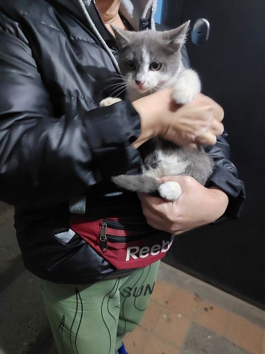 Ищет дом котик и