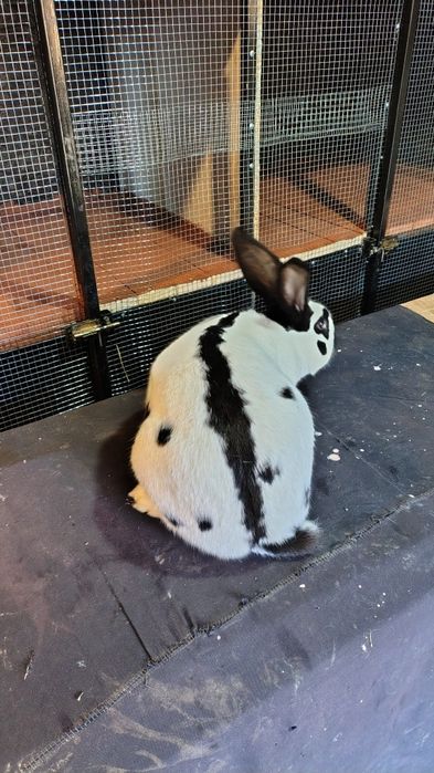 Mascul fluture german