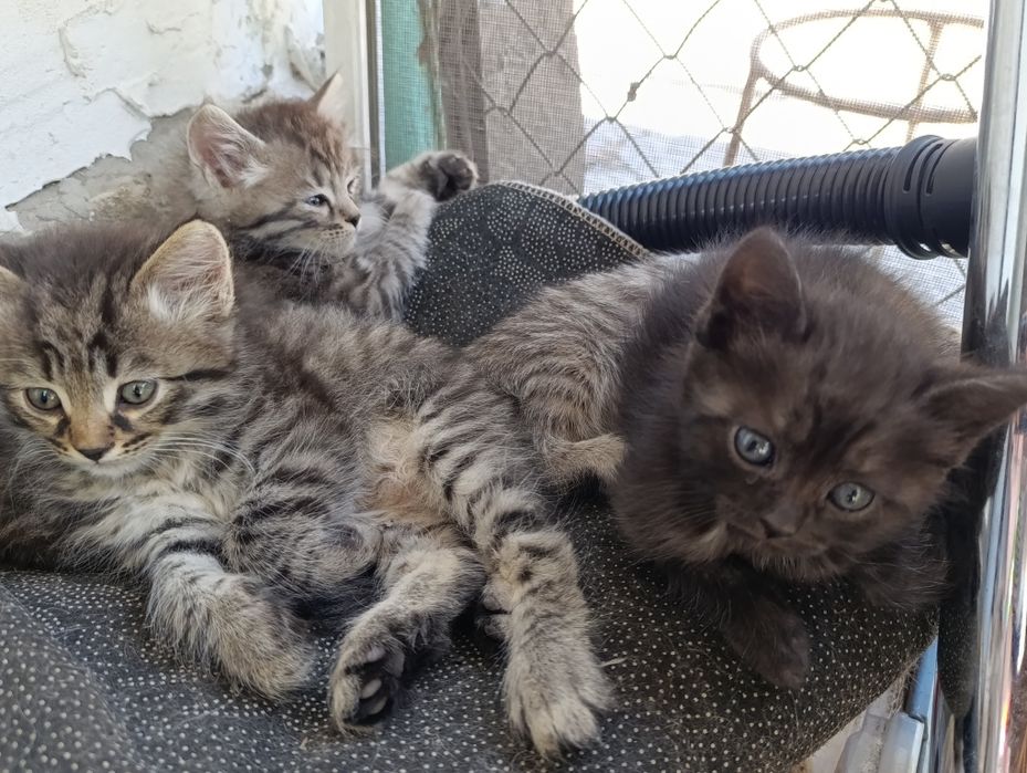 Отдам котят в хорошие руки