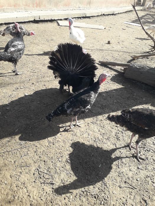 Индюки самец самки