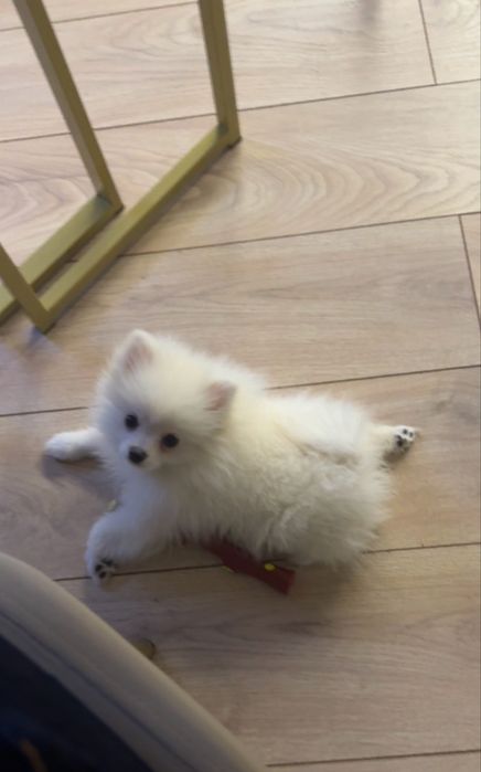 Продам щенка шпица.