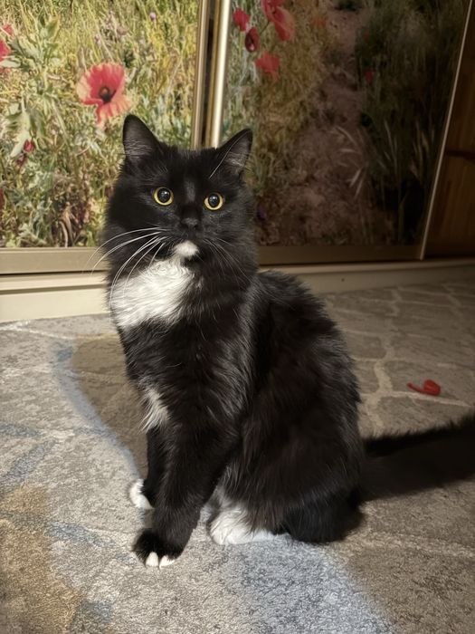 Домашняя кошечка в добрые руки