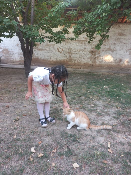 Отдам только хорошие руки кот персидский хороший