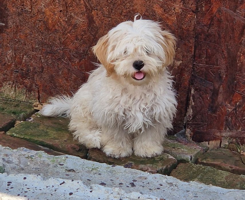 Baietel shih tzu